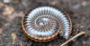 333277 – Photo : Christian Berquer – France (05)